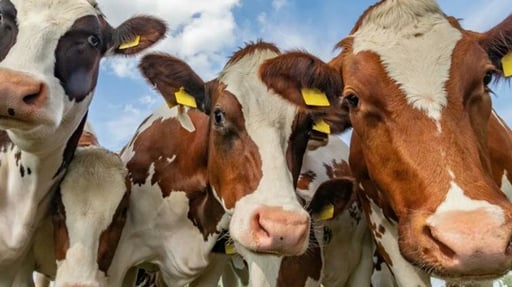 La Secretaría de Agricultura de Estados Unidos evalúa reabrir la frontera al ganado mexicano bajo un esquema regionalizado, priorizando puntos con menor riesgo