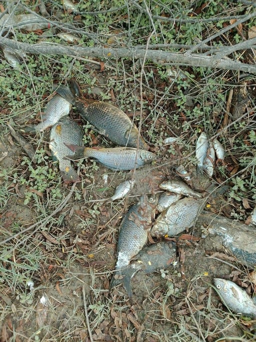 Autoridades ambientales iniciaron una investigación tras recibir reportes de una mortandad masiva de peces en el río Sabinas, un hecho que generó alarma entre