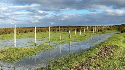 Las recientes lluvias en Sabinas mejoran condiciones del suelo en siete ejidos, impulsando el inicio del ciclo agrícola primavera-verano y beneficiando