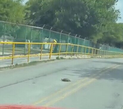 Una tortuga fue captada cruzando avenida tras lluvias intensas registradas la noche del jueves  Una escena poco común llamó la atención de ciudadanos