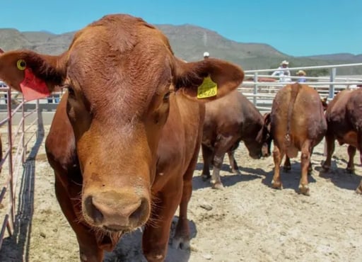 Productores ven respiro tras sequía, pero persisten problemas estructurales que afectan gravemente al sector ganadero  La industria ganadera en la región