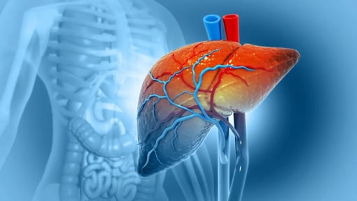 El hígado funciona como el gran laboratorio del organismo, ya que se encarga de procesar nutrientes, metabolizar grasas y filtrar sustancias dañinas
