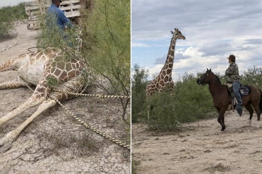 Videos desatan indignación en redes sociales.  Una nueva controversia se desató en Coahuila luego de que recientemente fueran vistas nuevamente jirafas