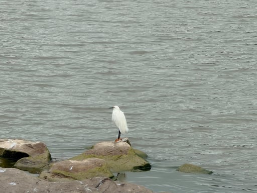 El río Sabinas registra mayor presencia de aves residentes como garzas, cormoranes y martín pescador, debido a condiciones naturales favorables en sus riberas.