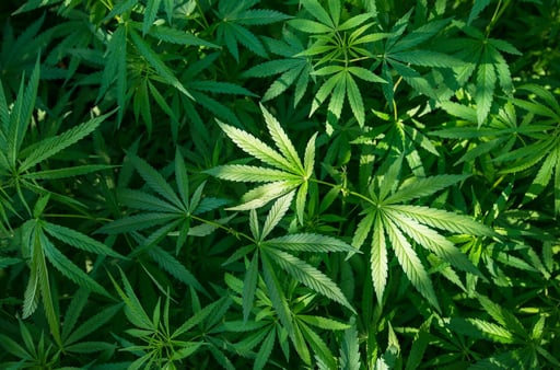 Estados Unidos reclasifica la marihuana a una categoría menos restrictiva, reconociendo su valor terapéutico y facilitando investigación científica