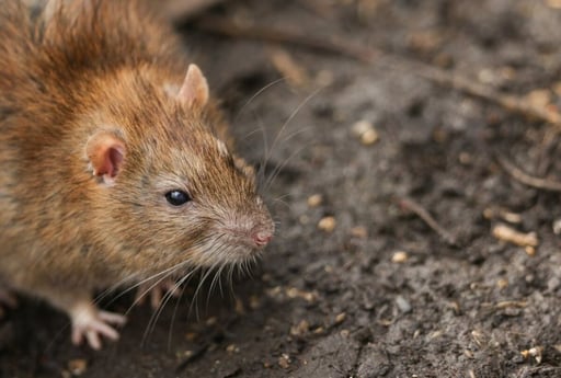 Las ratas y otros roedores pueden ser portadores de distintos microorganismos capaces de provocar enfermedades graves en los seres humanos. La transmisión