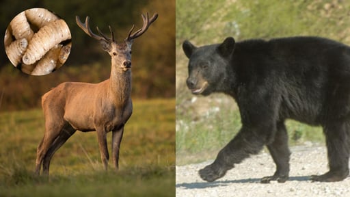 Especialistas y autoridades reforzaron vigilancia epidemiológica ante posibles contagios en mascotas, bovinos y ecosistemas naturales, mientras aumentan