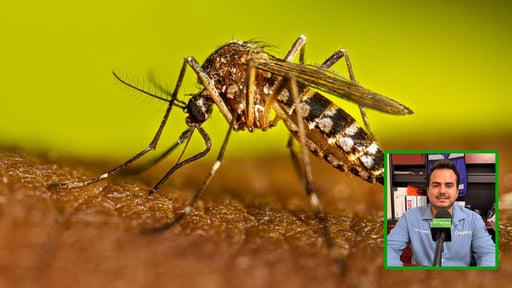 Las lluvias recientes y el calor extremo elevaron la presencia de mosquitos en municipios de la Región Carbonífera, donde Salud mantiene acciones preventivas