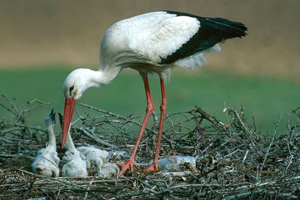 GRIPE AVIAR Las autoridades investigan si un virus de alta patogenicidad es la causa de la muerte masiva de estas aves, un fenómeno que ha activado los protocolos