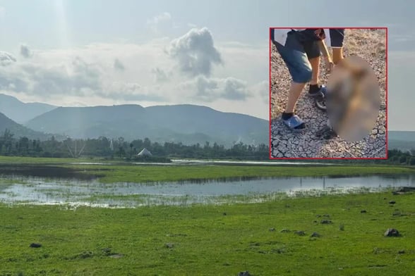 SEGURIDAD Un mono araña fue encontrado muerto cerca de la presa de Echeveste, a pocos metros del Zoológico de León, hecho que generó preocupación tras viralizarse