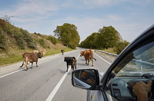 SEGURIDAD Autoridades municipales implementan acciones inmediatas para proteger a conductores y habitantes, reforzando cercas y vigilancia durante la temporada de alta