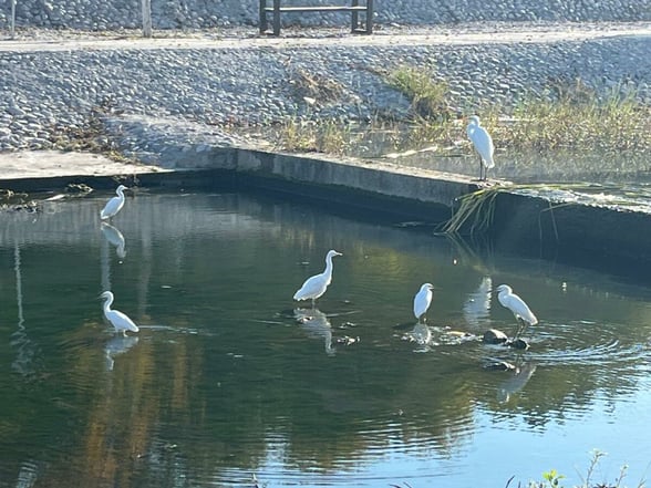 RÍO MONCLOVA La aparición constante de garzas blancas en distintos tramos del Río Monclova ha generado una percepción positiva entre ciudadanos y visitantes.  La reciente