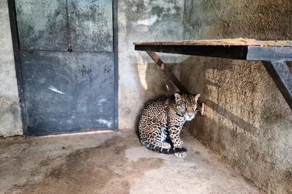 JILOTEPEC Un ejemplar de jaguar fue asegurado por autoridades federales en un domicilio de Jilotepec, Estado de México, durante un cateo encabezado por la FGR con apoyo