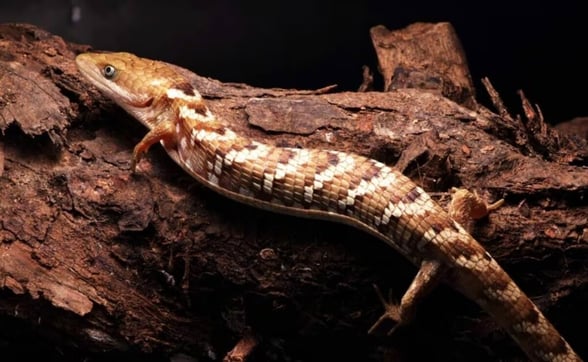 DESCUBRIMIENTO  Tras una década de investigación, científicos de la UNAM confirman el hallazgo de una nueva especie de lagartija caimán en el occidente mexicano.  Un equipo