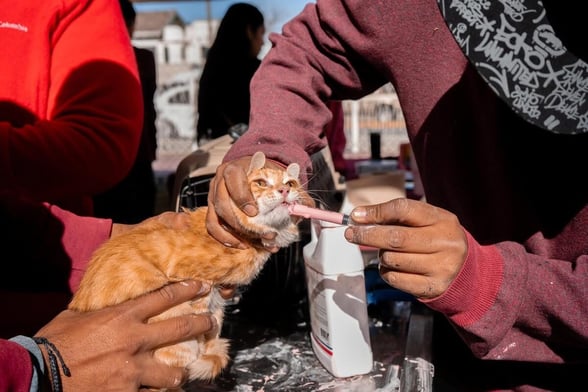 BIENESTAR ANIMAL En el Parque Canino de la Macroplaza se realizó una jornada de Bienestar Animal orientada a promover el cuidado responsable de las mascotas y la salud pública.