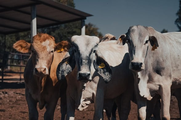 GUSANO BARRENADOR Ante los recientes casos de gusano barrenador detectados en Puebla y Tamaulipas, y la alerta emitida por Texas, productores y autoridades tratan de evitar
