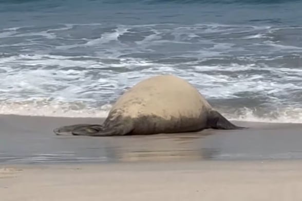 NAYARIT El elefante marino conocido como “Panchito” y un lobo marino han sido vistos en distintas playas de Nayarit, lo que llevó a autoridades a emitir