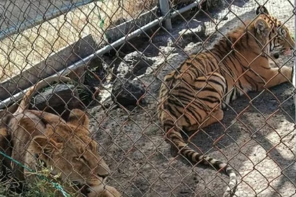 SEGURIDAD Autoridades federales rescataron un tigre de bengala y una leona africana abandonados en una jaula sin techo en Jiquilpan, Michoacán.  Durante un operativo