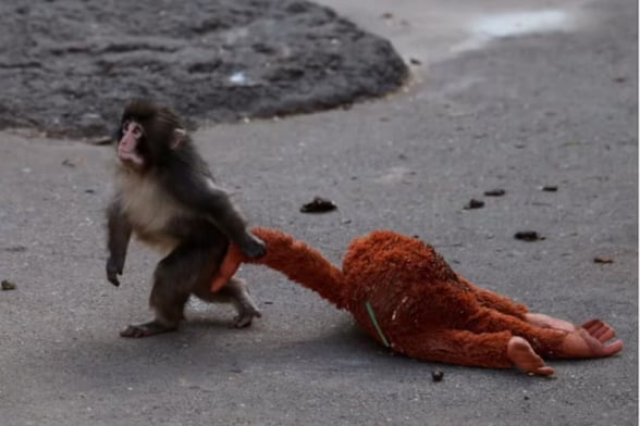 PUNCH  PETA solicitó el traslado del macaco japonés Punch a un santuario, al señalar que sufre trauma por aislamiento en el zoológico de Ichikawa.  La organización