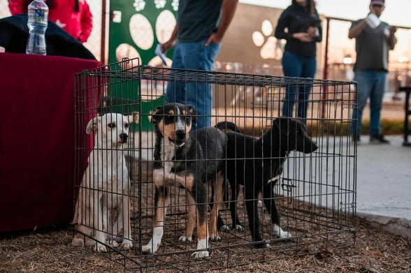 INTEGRACIÓN DEL CONSEJO ANIMALISTA Tras la aprobación en sesión de Cabildo de un manual operativo para el Centro de Bienestar, Salud y Rescate Animal, las autoridades municipales fueron