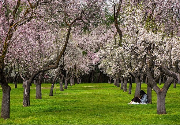 ENFERMEDADES Se prevé una temporada intensa de fenómenos relacionados con el polen. Las abundantes y constantes lluvias registradas durante el invierno en España,
