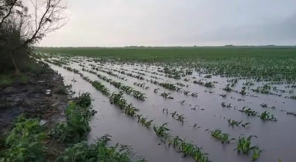 LLUVIAS BENEFICIAN CULTIVO DE SORGO Y AL SECTOR AGRÍCOLA Los municipios de la Región Norte de Coahuila acumulan más de 24 meses consecutivos con algún nivel de sequía, según datos del Monitoreo de Sequía de México