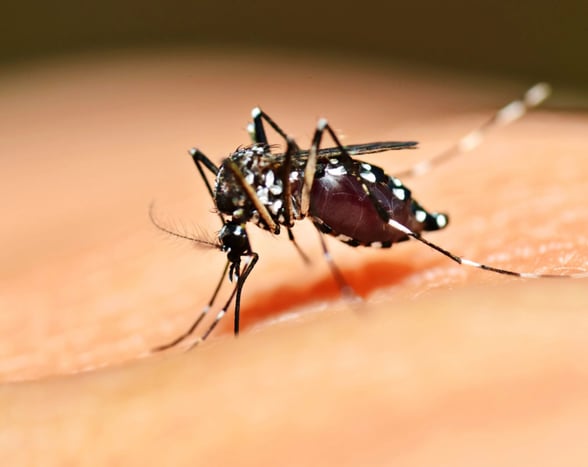 DENGUE  Sólo dos casos de dengue se han registrado en Coahuila en 2026, con municipios afectados y una disminución histórica frente al año anterior, reporta Salud