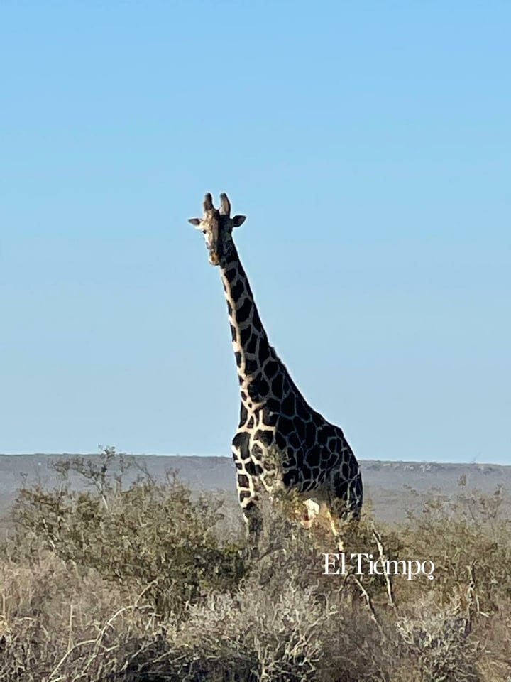 Galería fotográfica: Fauna exótica invade el desierto de Coahuila
