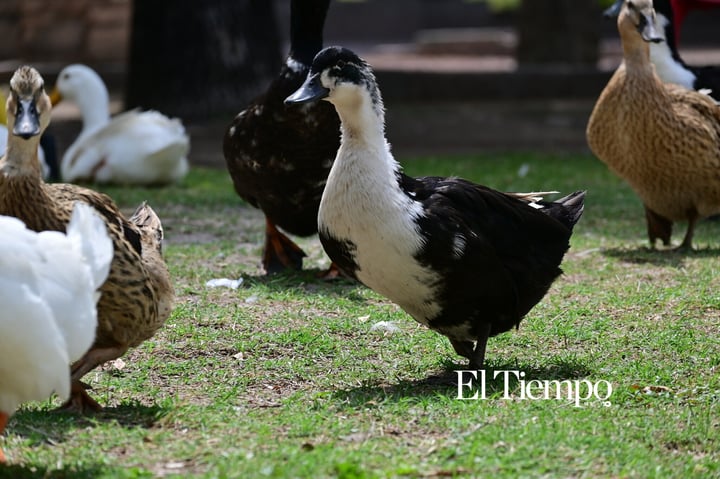 Galería fotográfica: Presencia de ánade real en Monclova evidencia paso migratorio y adaptación urbana