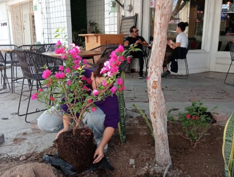 Invitan a participar en el programa 'adopta tu jardín urbano' en Torreón