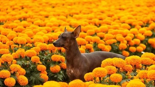 Conoce al Xoloitzcuintle: El perro guía del inframundo