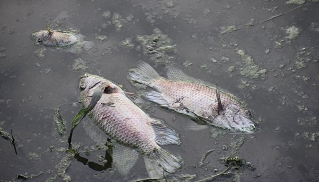 Contaminación en el Río Escondido mata a cientos de peces