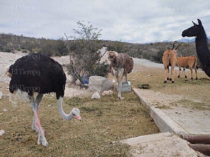 Las crías de pareja de avestruces murieron por el clima