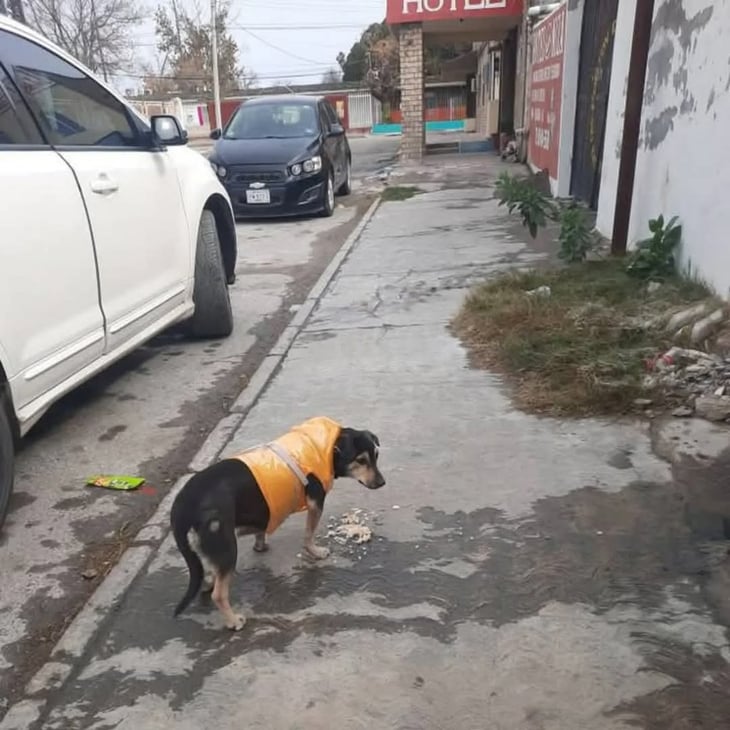 Activistas en Nueva Rosita brindan apoyo a animales sin hogar ante el frío extremo