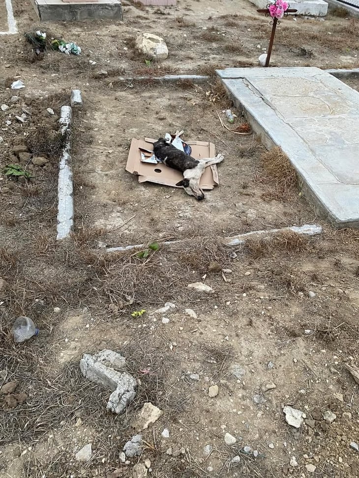 Vecinos de Agujita indignados por abandono de cuerpo de perro en el panteón