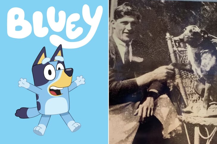 La historia de Bluey: El perro más longevo del mundo