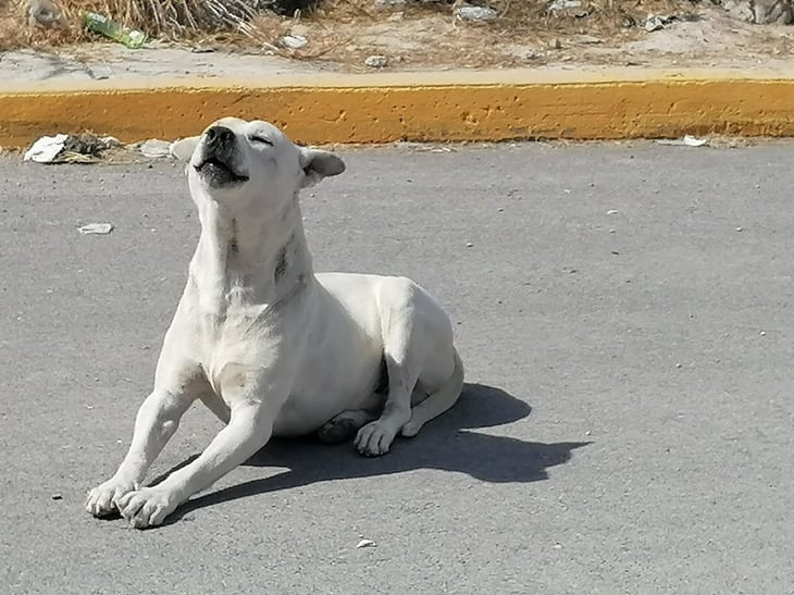 Centro de Bienestar animal operará con concientización y reglamentos