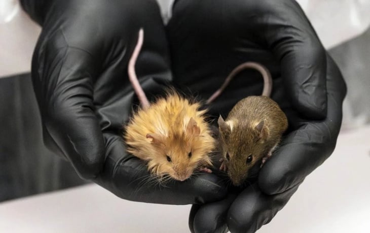 Científicos modifican genéticamente ratones para imitar rasgos del mamut lanudo