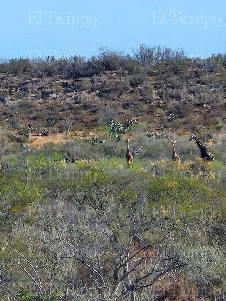 Extraño avistamiento de jirafas en el norte de Coahuila