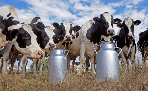 La producción de leche aumenta durante la temporada de calor en Sabinas