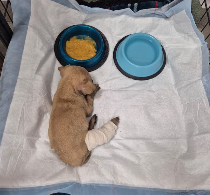 Bulma perrita aventada a un puente, se recupera de fractura en patita