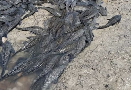 Pez Diablo continúa amenazando al ecosistema del Río Bravo en Guerrero, Coahuila