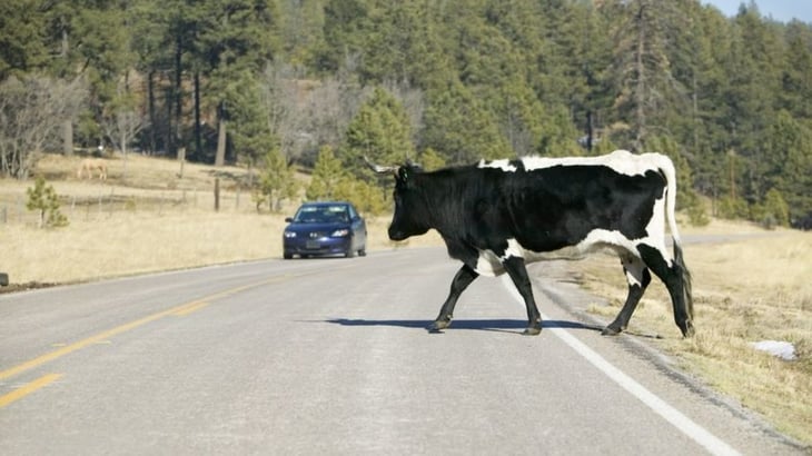 Sabinas implementará programa para reducir accidentes por ganado suelto