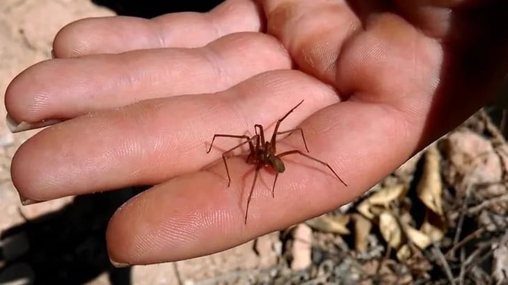 La araña violinista aumenta su presencia por calor extremo
