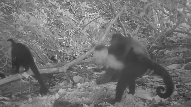 Capuchinos secuestran crías de monos aulladores en Panamá