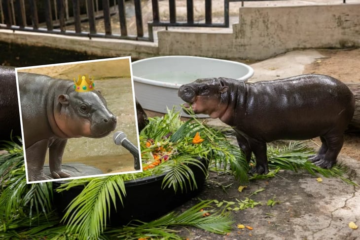 El hipopótamo más tierno de internet celebra su primer año con fiesta de 4 días