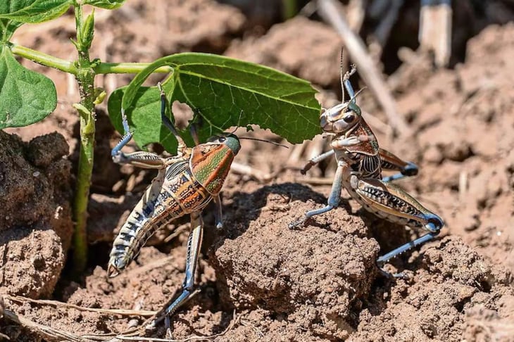 Sader activa operativo para controlar chapulines grandes en Zacatecas