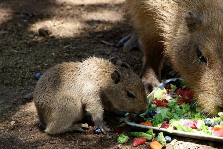 ¡Ternura total! Bioparque Estrella presenta a su bebé capibara