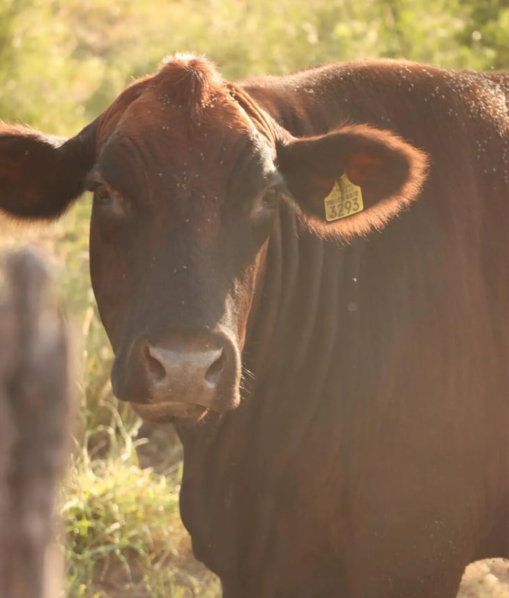 Ganaderos del norte celebran respaldo federal y estatal tras cierre de frontera