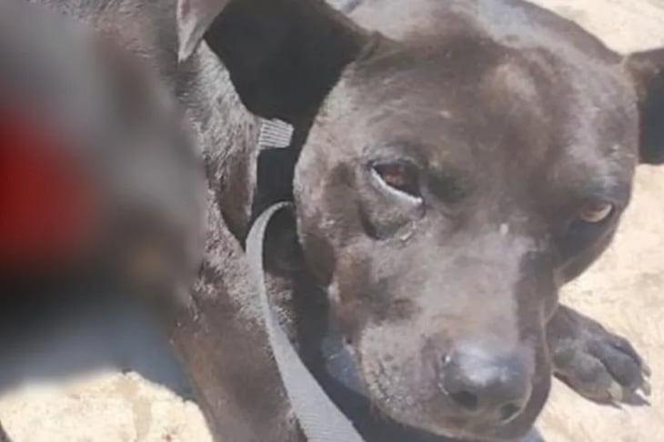 Perrita es agredida con agua hirviendo en Puebla